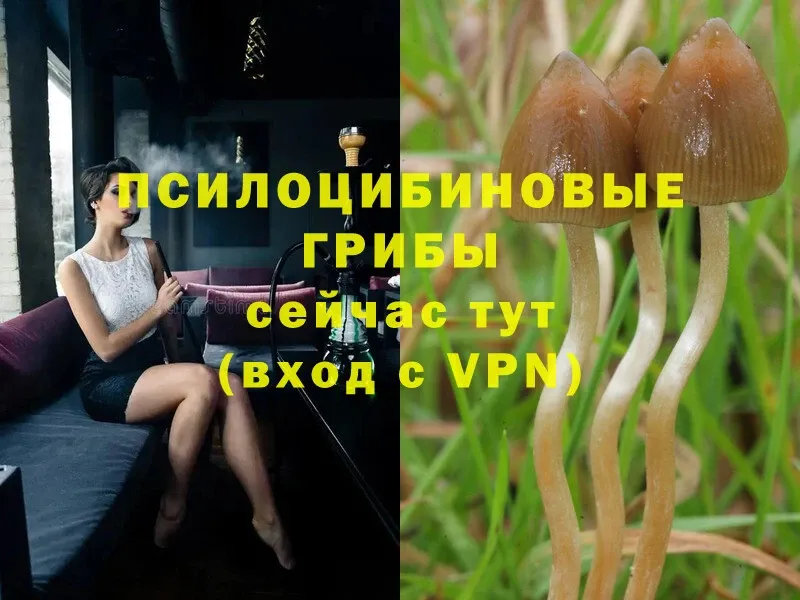 блэк спрут зеркало  Каргополь  Псилоцибиновые грибы Magic Shrooms 